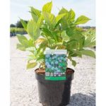 Hydrangea macrophylla Plant – Nikko Blue