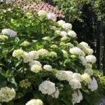 Hydrangea macrophylla Plant – ‘Soeur Thérèse’