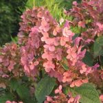 Hydrangea paniculata Plant – Early Sensation