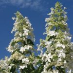 Hydrangea paniculata Plant – Levana