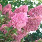 Hydrangea paniculata Plant – Sundae Fraise®