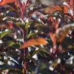 Physocarpus opulifolius Plant – Diabolo®