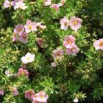 Potentilla fruticosa Plant – Lovely Pink
