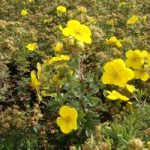 Potentilla fruticsa Plant – Goldfinger