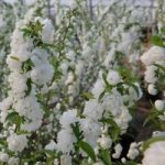 Prunus glandulosa Plant – Alba Plena