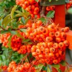 Pyracantha Plant – Orange Glow