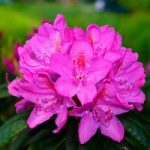 Rhododendron (AJ) Plant – Amoena