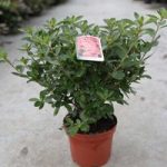 Rhododendron (AJ) Plant – Blaue Donau
