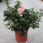 Rhododendron (AJ) Plant – Hino Crimson