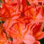 Rhododendron (AM) Plant – Kosters Brilliant Red
