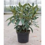 Rhododendron Plant – Nova Zembla