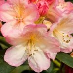 Rhododendron Plant – Percy Wiseman