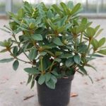 Rhododendron Plant – Red Jack