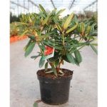Rhododendron Plant – Tortoiseshell Orange