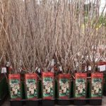 Ribes sanguineum Plant – King Edward VII