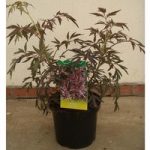 Sambucas nigra Plant – Black Tower