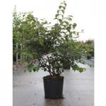 Viburnum plicatum Plant – Shasta