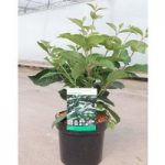 Viburnum plicatum Plant – Tomentosum