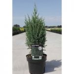 Juniperus Chin. Stricta 5-7.5Ltr