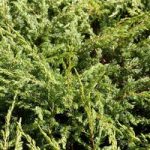 Juniperus communis Plant – Repanda
