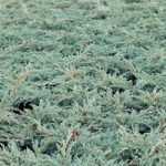 Juniperus squamata Plant – Blue Carpet