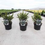 Picea abies Plant – Will’s Zwerg