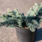 Picea pungens Plant – Waldbrunn