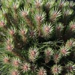 Pinus nigra Plant – Pierrick Bregeon (Brepo)