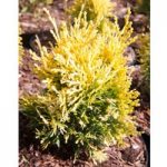 Platycladus orientalis Plant – Fleck
