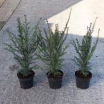 Taxus baccata Plant – Repandens