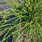 Thuja plicata Plant – Whipcord