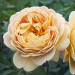 Rose ‘Scented Double Gold’