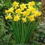 Daffodil Peeping Tom