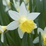 Daffodil Topolino