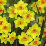 Daffodil Jonquilla Martinette