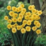 Daffodil Jonquilla Sundisc