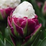Tulip Ice Cream