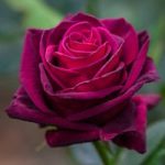 Rose ‘Scented Double Purple’