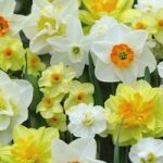 Daffodil Value Mixed Bulbs