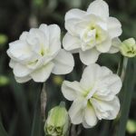 Daffodil Rose of May Improved