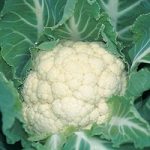 Cauliflower (Organic) Seeds – F1 Medallion