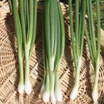 Spring Onion (Organic) Seeds – White Lisbon