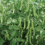 Pea (Organic) Seeds – Kelvedon Wonder