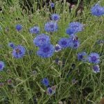 Cornflower (Organic) Seeds – Double Blue