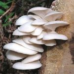 Mushroom Log – Pearl Oyster