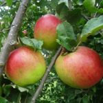 Apple Tree Annie Elizabeth M26 rootstock
