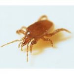 Biological Control Mighty Mite