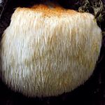 Mushroom Log – Hericium
