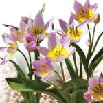 Tulip Bakeri Lilac Wonder(7)