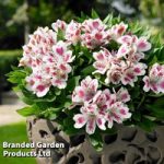 Alstroemeria White Pink Blush